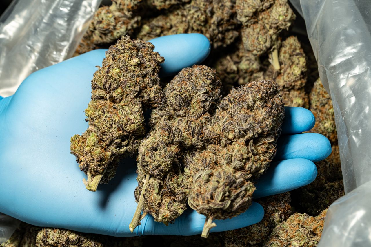 Detailed view of cannabis buds being held in a blue gloved hand, showcasing texture and quality.