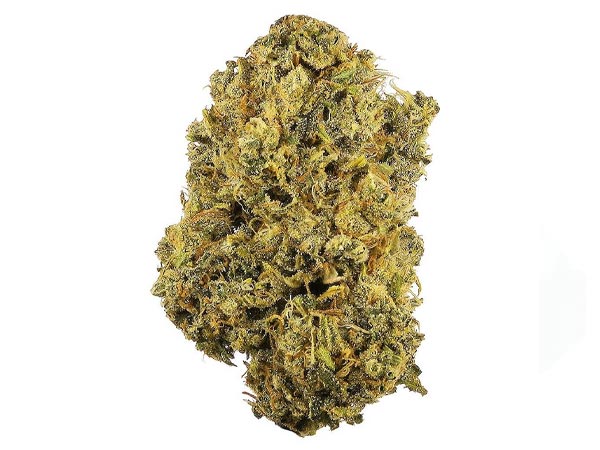 sativa strain.jpg